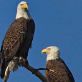 11SB8792 American Bald Eagles